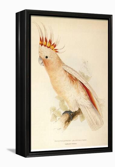 Leadbeater'S, Major Mitchell'S, or Pink Cockatoo-Edward Lear-Framed Premier Image Canvas