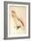 Leadbeater'S, Major Mitchell'S, or Pink Cockatoo-Edward Lear-Framed Giclee Print