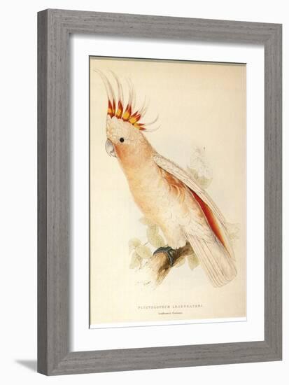 Leadbeater'S, Major Mitchell'S, or Pink Cockatoo-Edward Lear-Framed Giclee Print