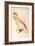 Leadbeater'S, Major Mitchell'S, or Pink Cockatoo-Edward Lear-Framed Giclee Print