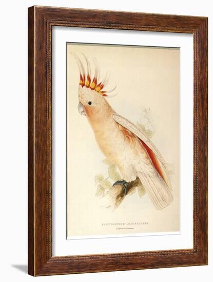 Leadbeater'S, Major Mitchell'S, or Pink Cockatoo-Edward Lear-Framed Giclee Print