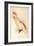 Leadbeater'S, Major Mitchell'S, or Pink Cockatoo-Edward Lear-Framed Giclee Print