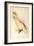 Leadbeater'S, Major Mitchell'S, or Pink Cockatoo-Edward Lear-Framed Giclee Print