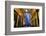 Leadenhall Market and Lloyds Building, London, United Kingdom, Europe-Neil Farrin-Framed Photographic Print