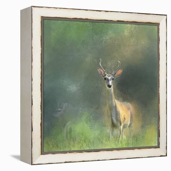 Leader of the Herd White Tailed Buck-Jai Johnson-Framed Premier Image Canvas