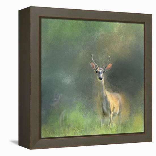 Leader of the Herd White Tailed Buck-Jai Johnson-Framed Premier Image Canvas