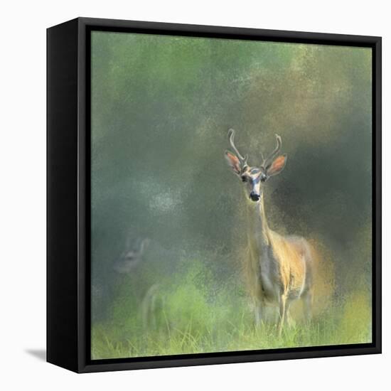 Leader of the Herd White Tailed Buck-Jai Johnson-Framed Premier Image Canvas