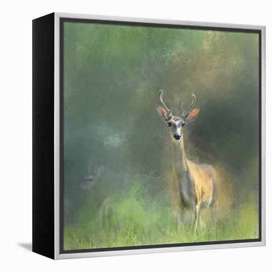 Leader of the Herd White Tailed Buck-Jai Johnson-Framed Premier Image Canvas