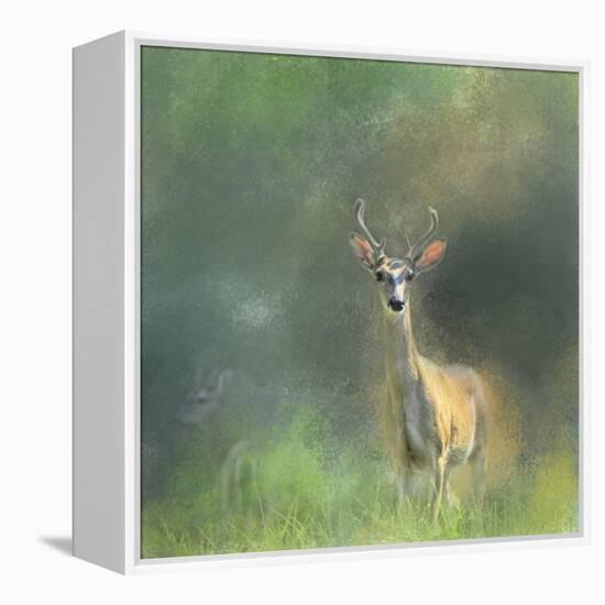 Leader of the Herd White Tailed Buck-Jai Johnson-Framed Premier Image Canvas