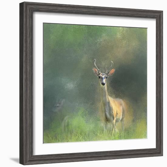 Leader of the Herd White Tailed Buck-Jai Johnson-Framed Giclee Print