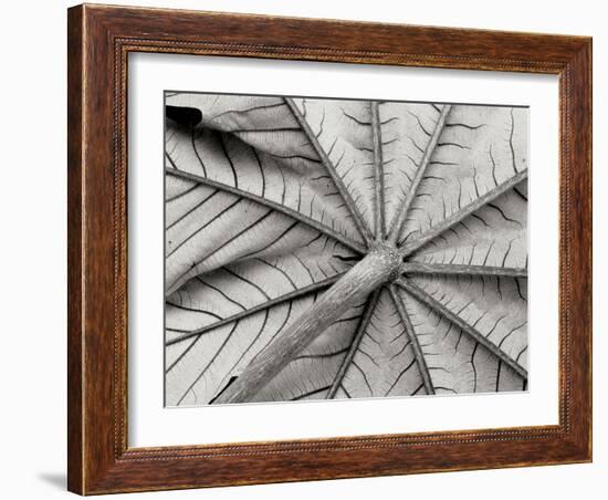 Leaf 1-Lee Peterson-Framed Photographic Print