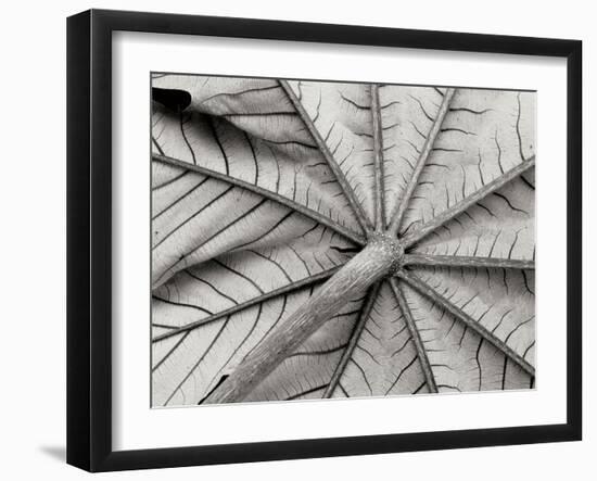 Leaf 1-Lee Peterson-Framed Photographic Print