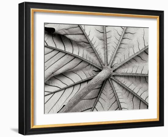 Leaf 1-Lee Peterson-Framed Photographic Print