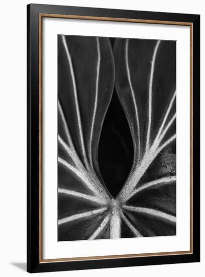 Leaf Abstract - Ebb-Wink Gaines-Framed Giclee Print