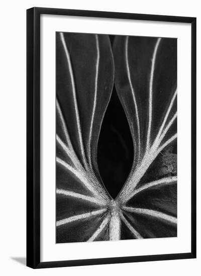 Leaf Abstract - Ebb-Wink Gaines-Framed Giclee Print