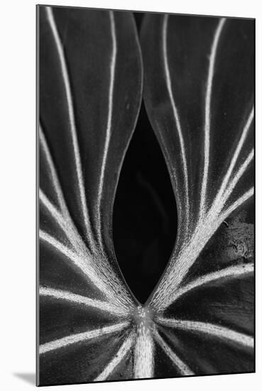 Leaf Abstract - Ebb-Wink Gaines-Mounted Giclee Print