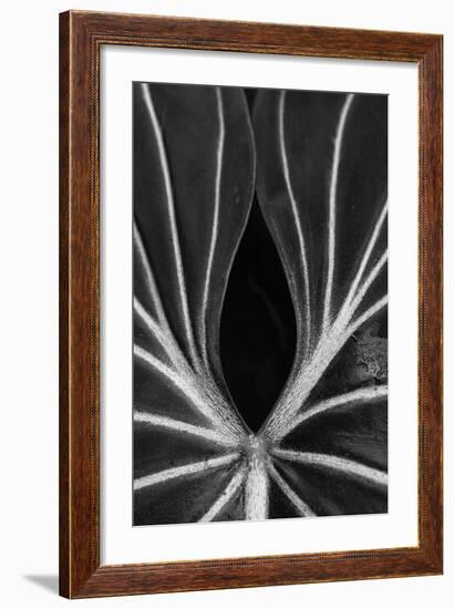 Leaf Abstract - Ebb-Wink Gaines-Framed Giclee Print