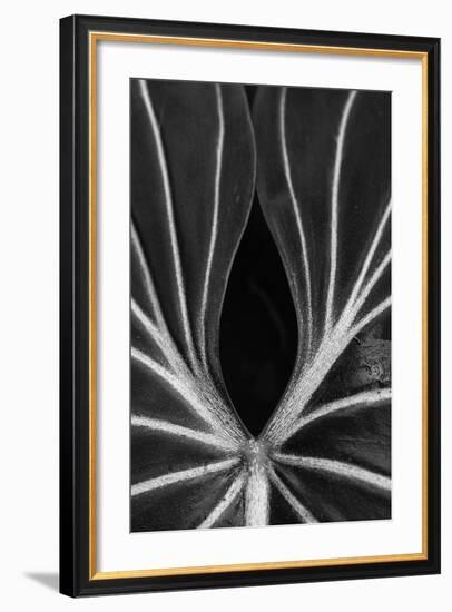 Leaf Abstract - Ebb-Wink Gaines-Framed Giclee Print