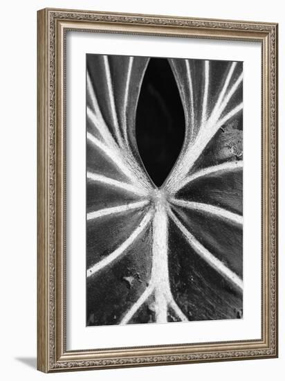 Leaf Abstract - Flow-Wink Gaines-Framed Giclee Print