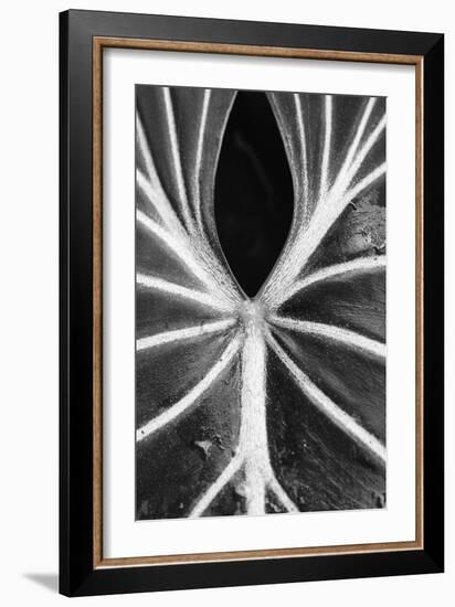 Leaf Abstract - Flow-Wink Gaines-Framed Giclee Print