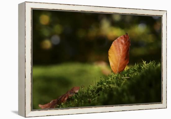 Leaf and Ant-Philippe Sainte-Laudy-Framed Premier Image Canvas