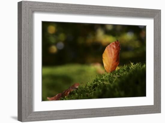 Leaf and Ant-Philippe Sainte-Laudy-Framed Photographic Print