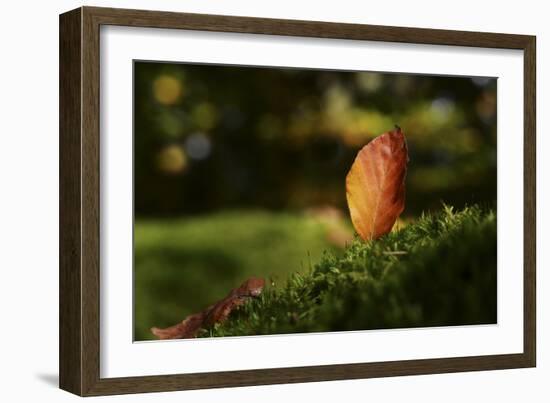 Leaf and Ant-Philippe Sainte-Laudy-Framed Photographic Print