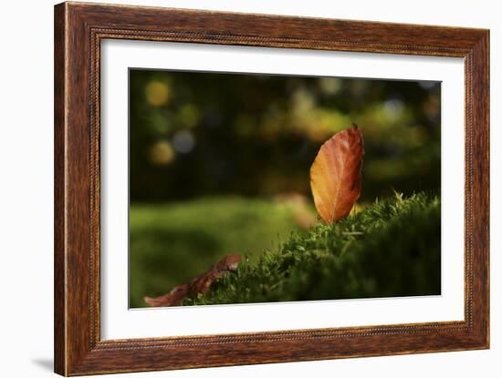 Leaf and Ant-Philippe Sainte-Laudy-Framed Photographic Print