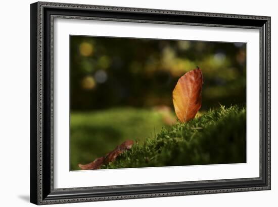 Leaf and Ant-Philippe Sainte-Laudy-Framed Photographic Print