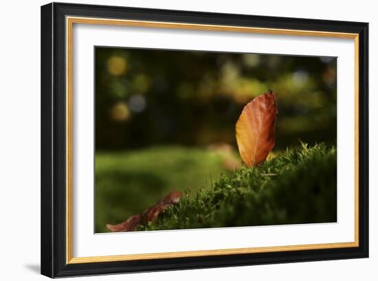 Leaf and Ant-Philippe Sainte-Laudy-Framed Photographic Print