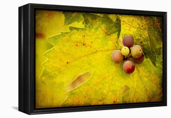 Leaf and Cluster 1-Jessica Rogers-Framed Premier Image Canvas