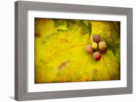 Leaf and Cluster 1-Jessica Rogers-Framed Giclee Print