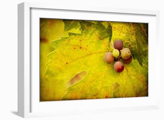 Leaf and Cluster 1-Jessica Rogers-Framed Giclee Print