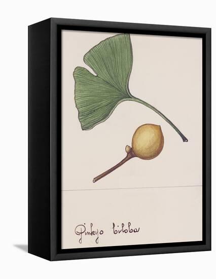 Leaf and Fruit of Ginkgo (Ginkgo Biloba), Ginkgoaceae-null-Framed Premier Image Canvas