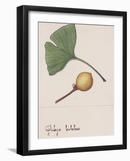 Leaf and Fruit of Ginkgo (Ginkgo Biloba), Ginkgoaceae-null-Framed Giclee Print