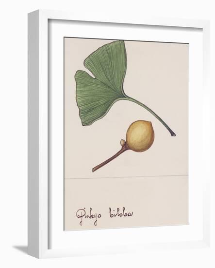 Leaf and Fruit of Ginkgo (Ginkgo Biloba), Ginkgoaceae-null-Framed Giclee Print