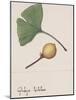 Leaf and Fruit of Ginkgo (Ginkgo Biloba), Ginkgoaceae-null-Mounted Giclee Print