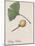 Leaf and Fruit of Ginkgo (Ginkgo Biloba), Ginkgoaceae-null-Mounted Giclee Print