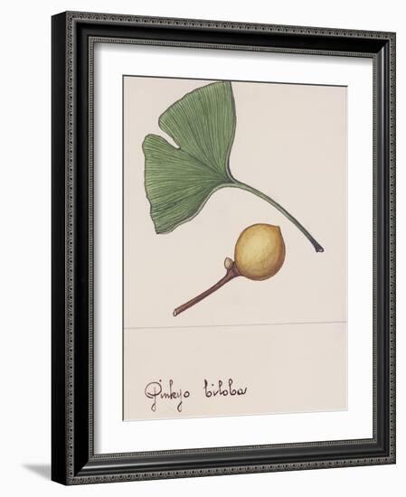 Leaf and Fruit of Ginkgo (Ginkgo Biloba), Ginkgoaceae-null-Framed Giclee Print