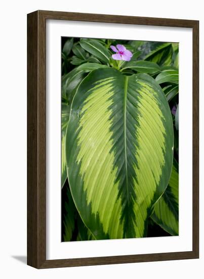 Leaf And Periwinkle-Charles Bowman-Framed Photographic Print