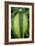 Leaf And Periwinkle-Charles Bowman-Framed Photographic Print