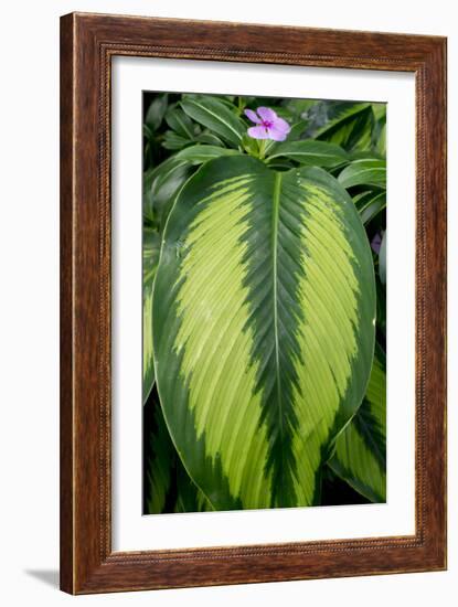 Leaf And Periwinkle-Charles Bowman-Framed Photographic Print