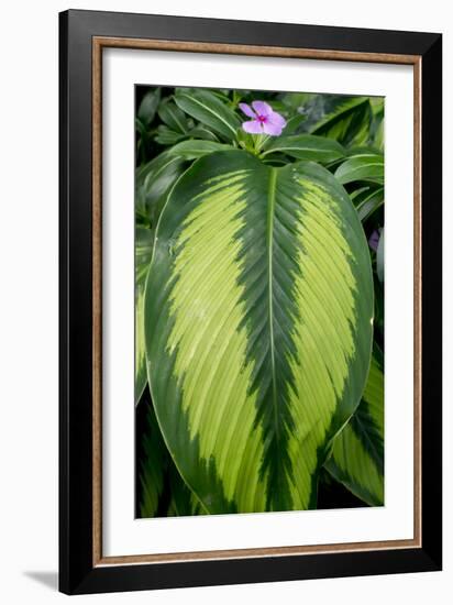 Leaf And Periwinkle-Charles Bowman-Framed Photographic Print