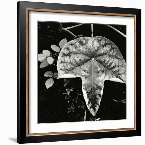 Leaf and Rain Drops, Hawaii, 1979-Brett Weston-Framed Photographic Print