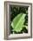 Leaf, Arenal Area, Costa Rica, Central America-R H Productions-Framed Photographic Print