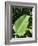 Leaf, Arenal Area, Costa Rica, Central America-R H Productions-Framed Photographic Print