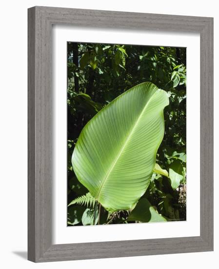 Leaf, Arenal Area, Costa Rica, Central America-R H Productions-Framed Photographic Print