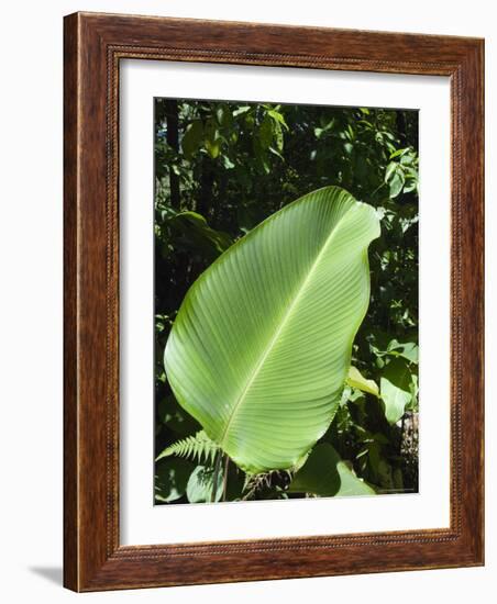 Leaf, Arenal Area, Costa Rica, Central America-R H Productions-Framed Photographic Print