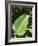 Leaf, Arenal Area, Costa Rica, Central America-R H Productions-Framed Photographic Print