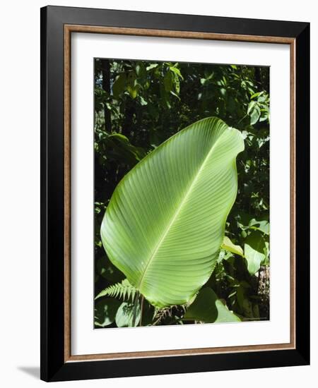 Leaf, Arenal Area, Costa Rica, Central America-R H Productions-Framed Photographic Print